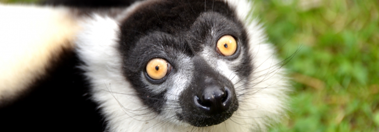 Ausflugsziel Ebbser Zoo