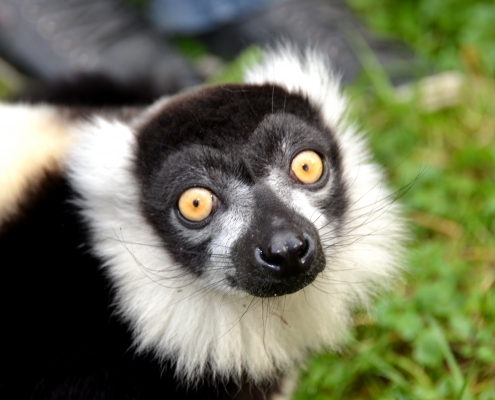 Ausflugsziel Ebbser Zoo