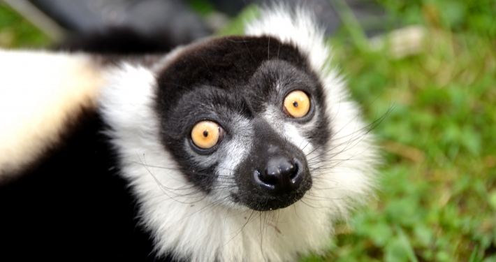 Ausflugsziel Ebbser Zoo