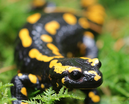 Feuersalamander, Bayern, Amphibien