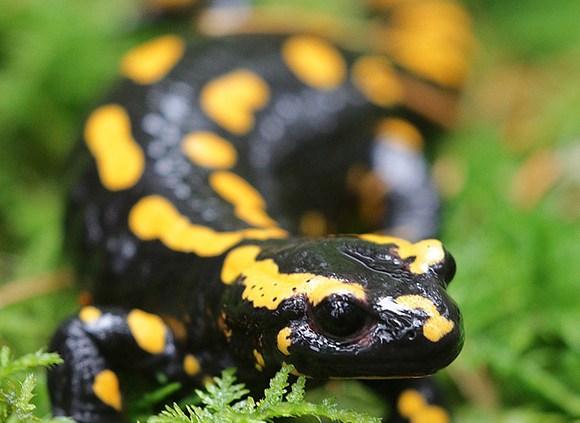 Feuersalamander, Bayern, Amphibien