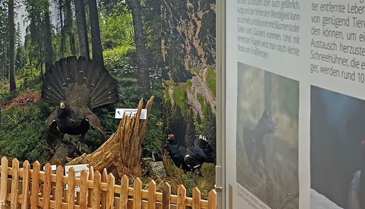 Foto Ausstellung Oberaudorf Raue Zeiten für Wilde Hühner
